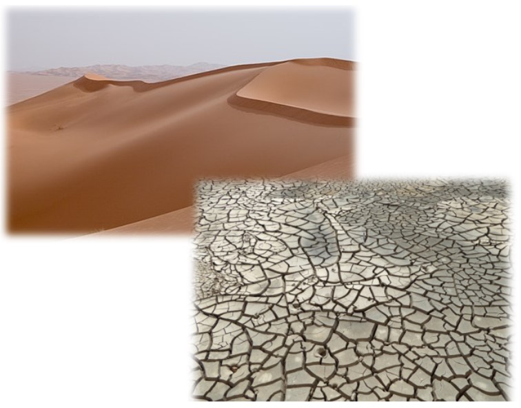 What Are the Different Soil Types, and Why Is Knowing the Type of Soil Important